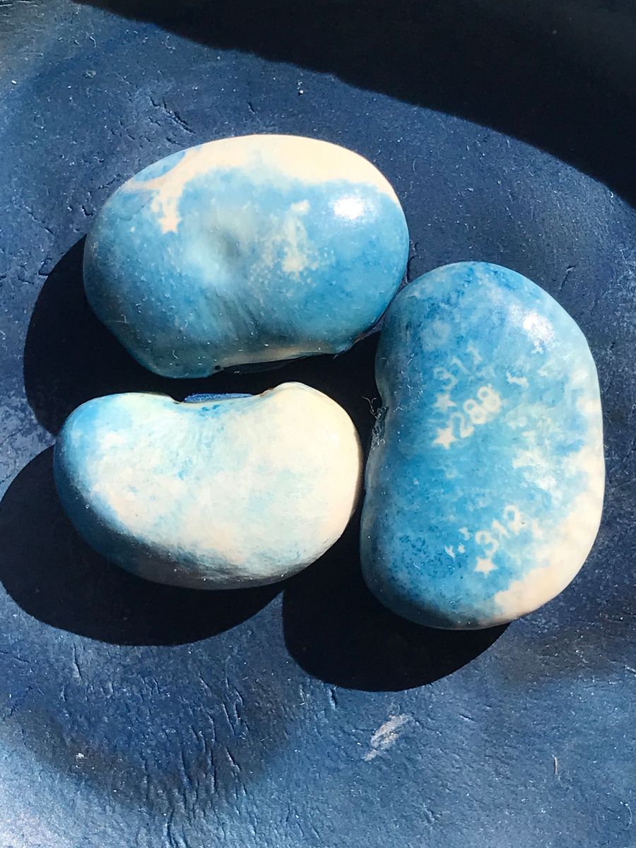 cyanotypes by Daniela Parhisi