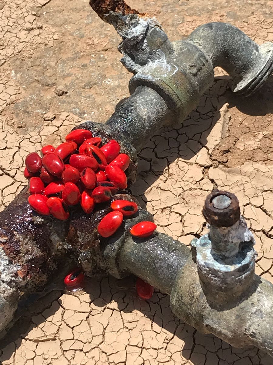 there will be new life, red beans poured with resin on rusty faucet