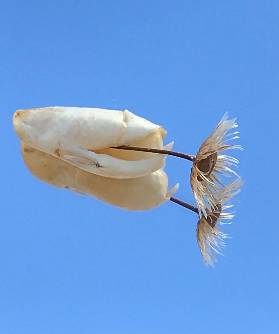 there will be new life, dried plant in bean shell