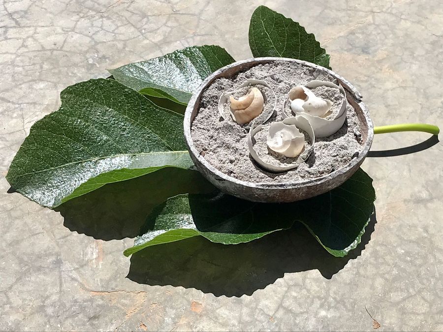 offering, egg and snail shells in ashes in coconut