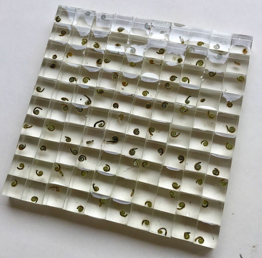 galaxies, fern tips in resin cubes