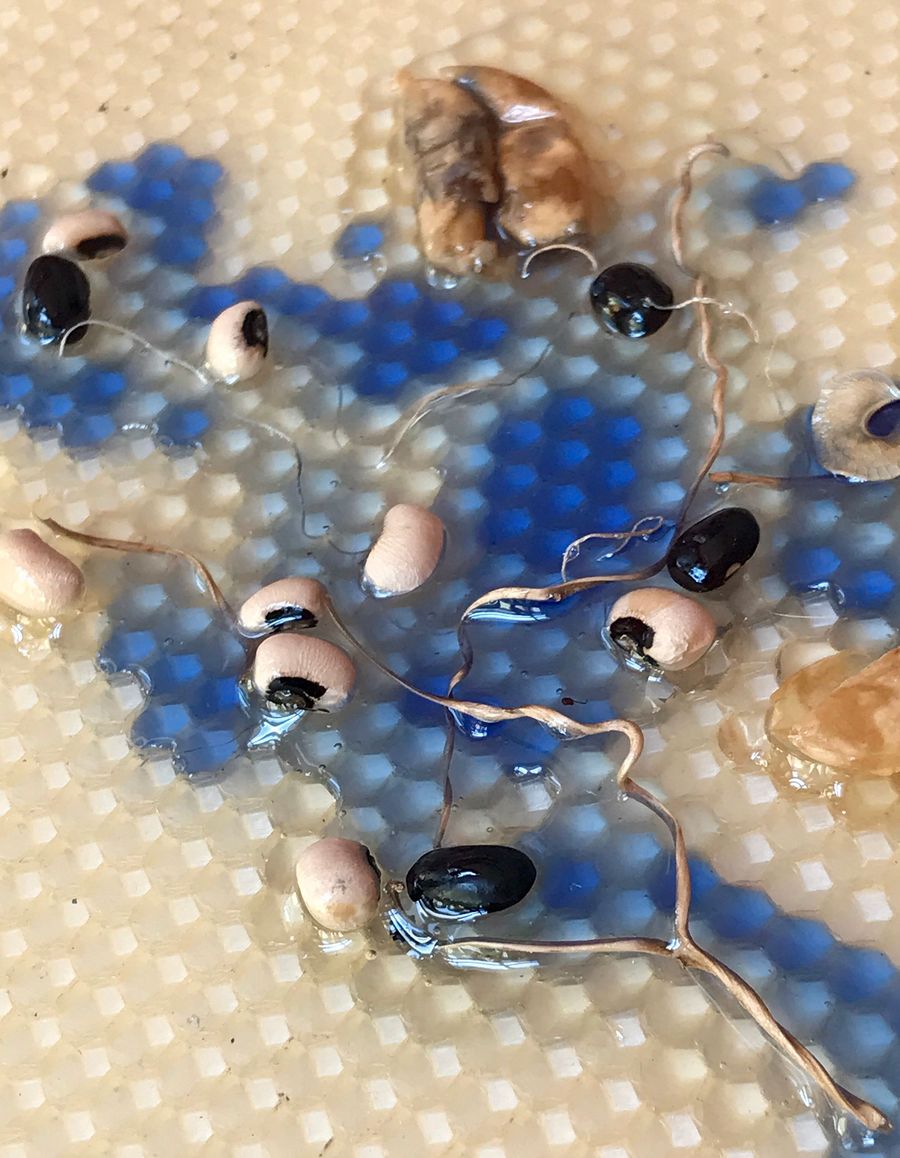 bean transmitter, beans on honeycombs poured with resin