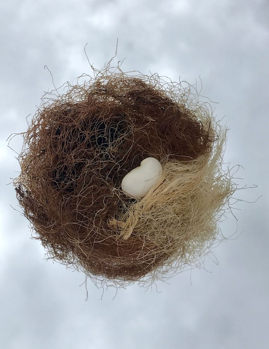 embedded, giant bean in corn hair nest